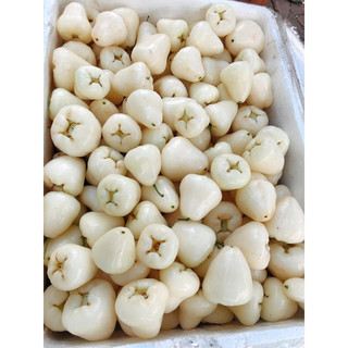 Cây giống Mận Trắng Sữa