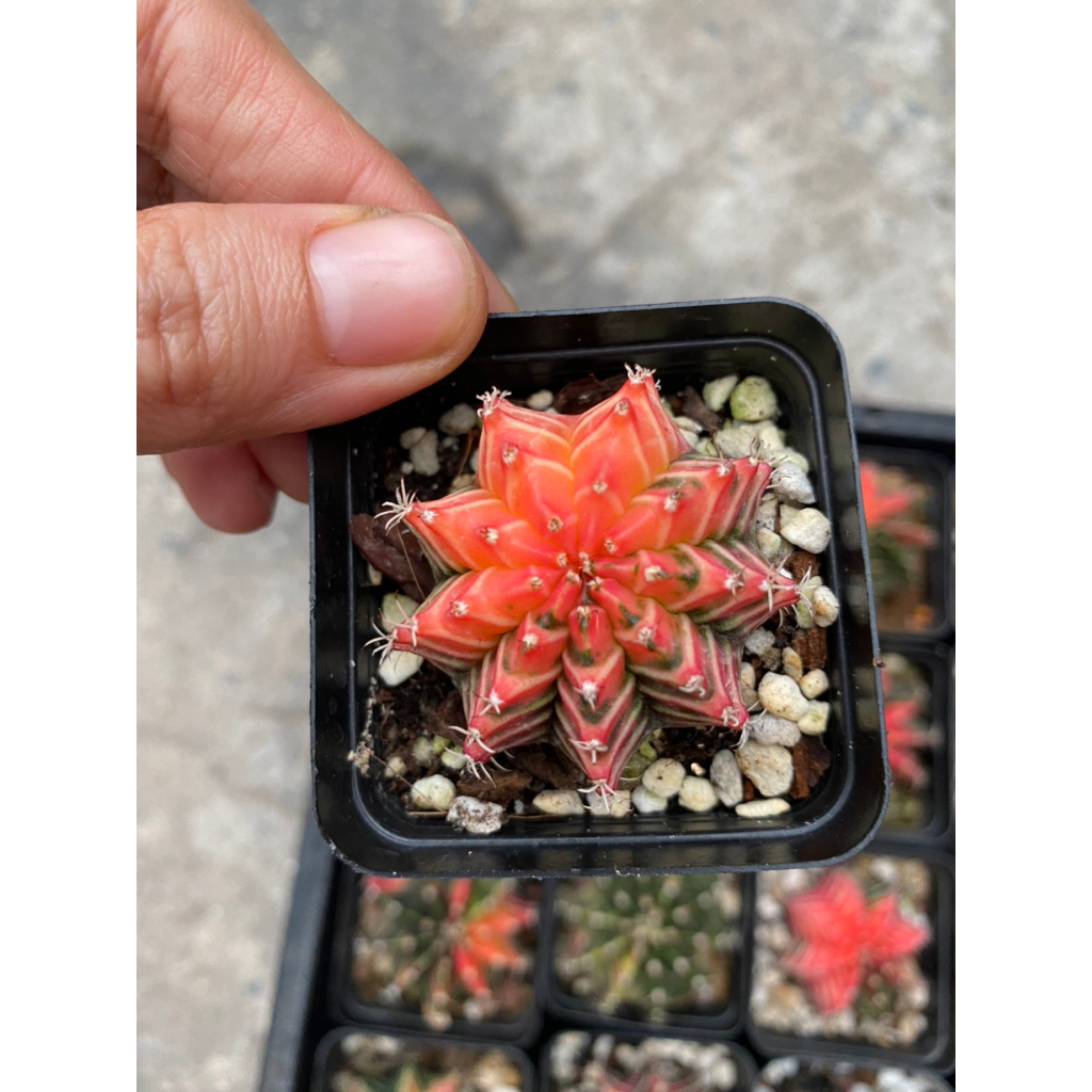 Xương rồng LB-Gymno lem hàng gieo hạt Thái lan. Size chậu 5cm. Chọn cây như hình.