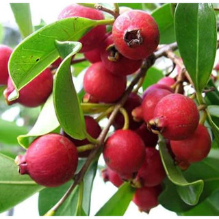 Cây giống ổi sim nhật