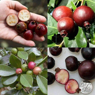 Cây Giống Ổi Sim Nhật ( Ổi Sẻ Rừng) ( CÂY GIỐNG ĐỨC MẠNH)