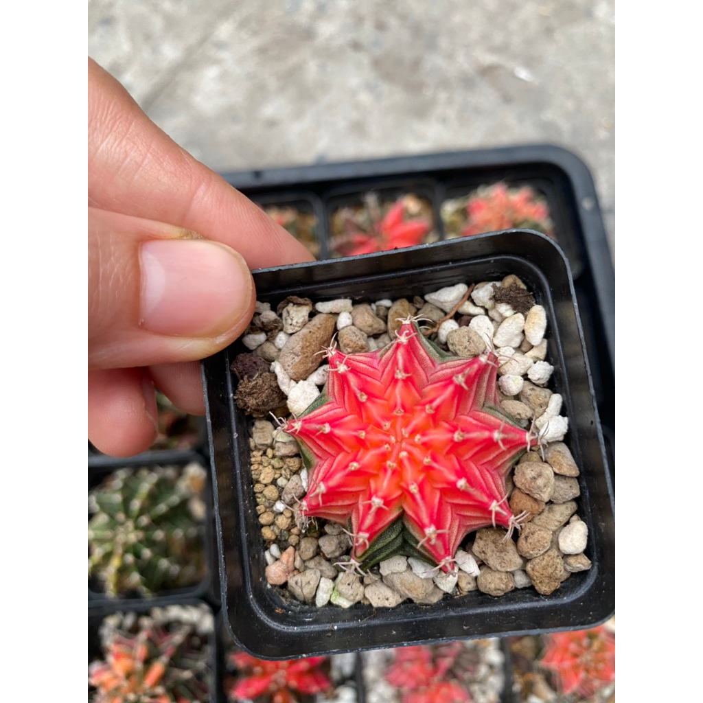 Xương rồng LB-Gymno lem hàng gieo hạt Thái lan. Size chậu 5cm. Chọn cây như hình.