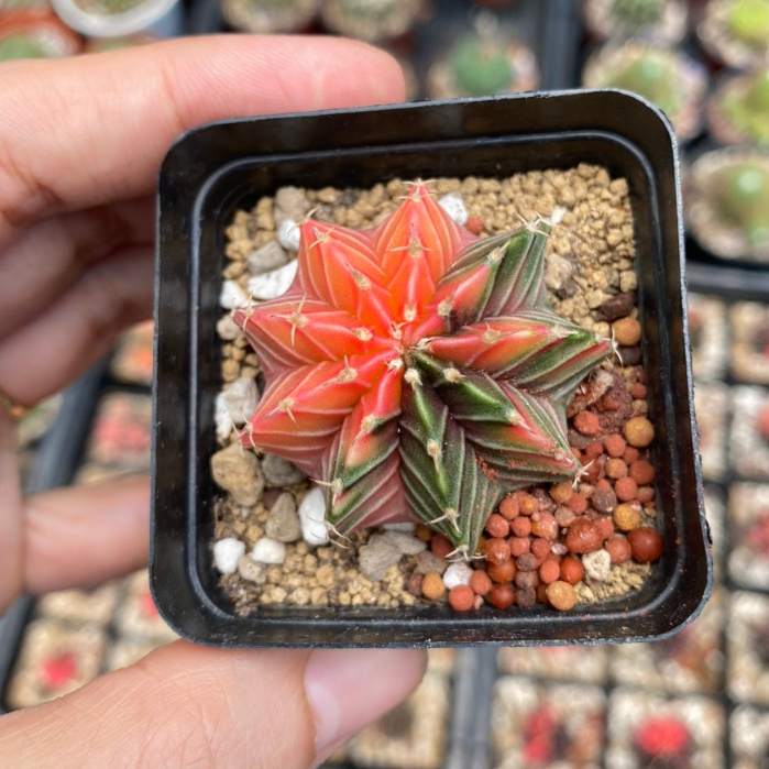 Xương rồng LB-Gymno lem hàng gieo hạt Thái lan. Size chậu 5cm. Chọn cây như hình.