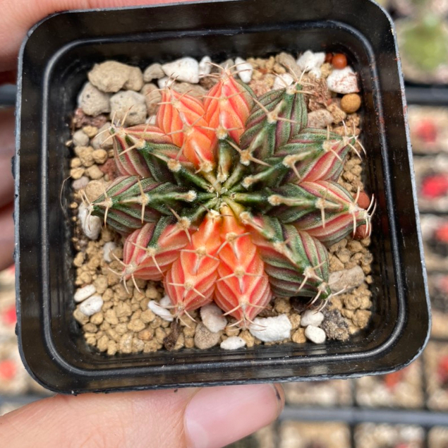 Xương rồng LB-Gymno lem hàng gieo hạt Thái lan. Size chậu 5cm. Chọn cây như hình.