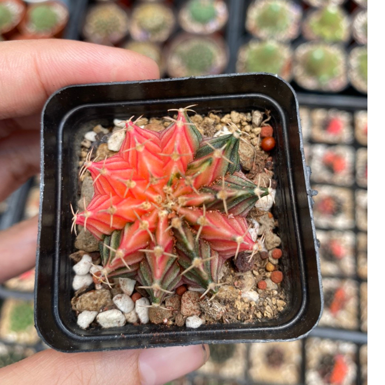 Xương rồng LB-Gymno lem hàng gieo hạt Thái lan. Size chậu 5cm. Chọn cây như hình.