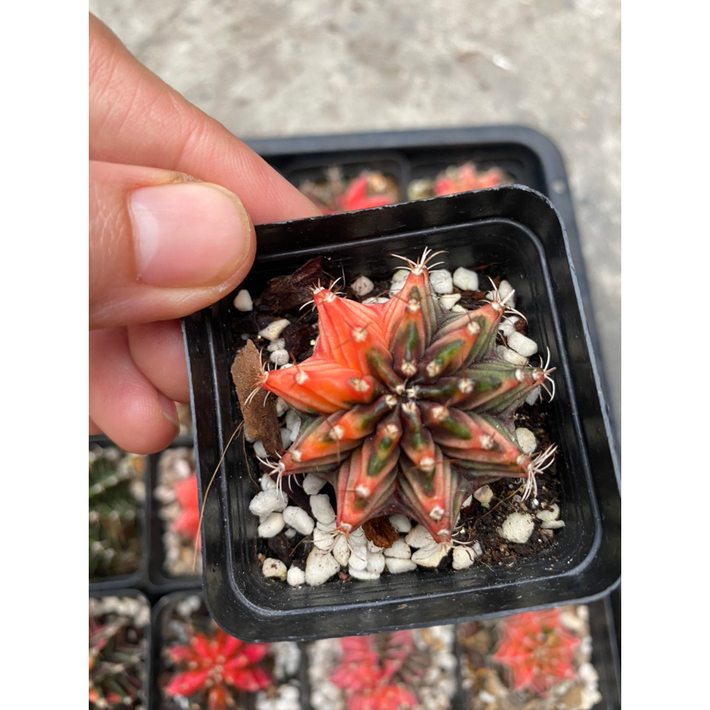 Xương rồng LB-Gymno lem hàng gieo hạt Thái lan. Size chậu 5cm. Chọn cây như hình.