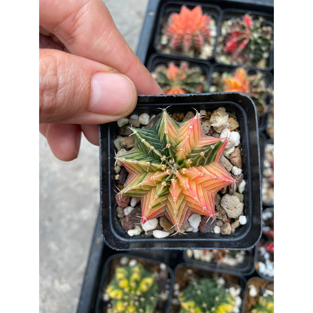 Xương rồng LB-Gymno lem hàng gieo hạt Thái lan. Size chậu 5cm. Chọn cây như hình.
