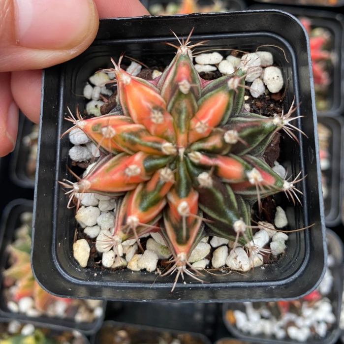 Xương rồng LB-Gymno lem hàng gieo hạt Thái lan. Size chậu 5cm. Chọn cây như hình.