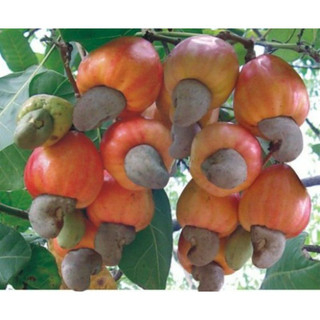 Cây giống điều đỏ