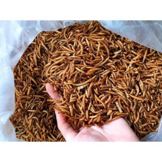 Sâu sấy dành cho hamster , sóc , nhím , chim cảnh...