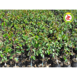 CÂY GIỐNG VÚ SỮA TÍM MIKA (8 THÁNG THU HOẠCH)( CÂY GIỐNG ĐỨC MẠNH)
