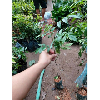 Cây giống mắc mật giống