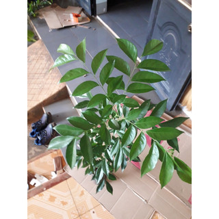 cây giống mắc mật giống (siêu khỏe)( CÂY GIỐNG ĐỨC MẠNH)