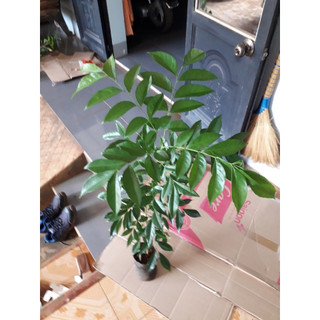 cây giống mắc mật giống (siêu khỏe)( CÂY GIỐNG ĐỨC MẠNH)