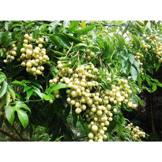 cây giống mắc mật giống (siêu khỏe)( CÂY GIỐNG ĐỨC MẠNH)