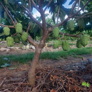 Cây giống na hương vị sầu riêng siêu sớm