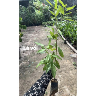 combo 2 CÂY GIỐNG LÁ VỐI NẾP( CÂY GIỐNG ĐỨC MẠNH)