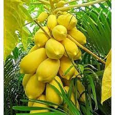 Cây giống đu đủ vàng