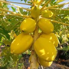CÂY GIỐNG ĐU ĐỦ VÀNG (( CÂY GIỐNG ĐỨC MẠNH)