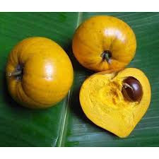 Cây Giống Lêkima