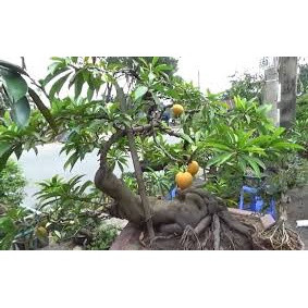 Cây Giống Lêkima (Trứng Gà)( CÂY GIỐNG ĐỨC MẠNH)