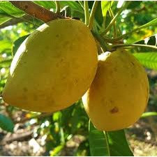 Cây Giống Lêkima (Trứng Gà)( CÂY GIỐNG ĐỨC MẠNH)