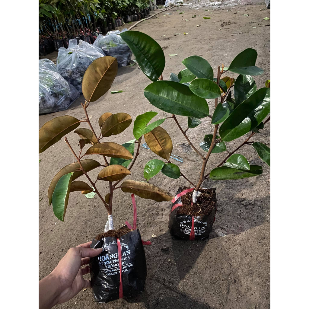 Vú Sữa Mica , 12-18 Tháng Cho Trái, Cây Giống Chuẩn F1, Chất Lượng Cao