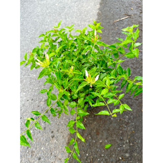 Hoa nguyệt quế dây leo