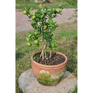 giống chanh không hạt (chanh chùm)( CÂY GIỐNG ĐỨC MẠNH)