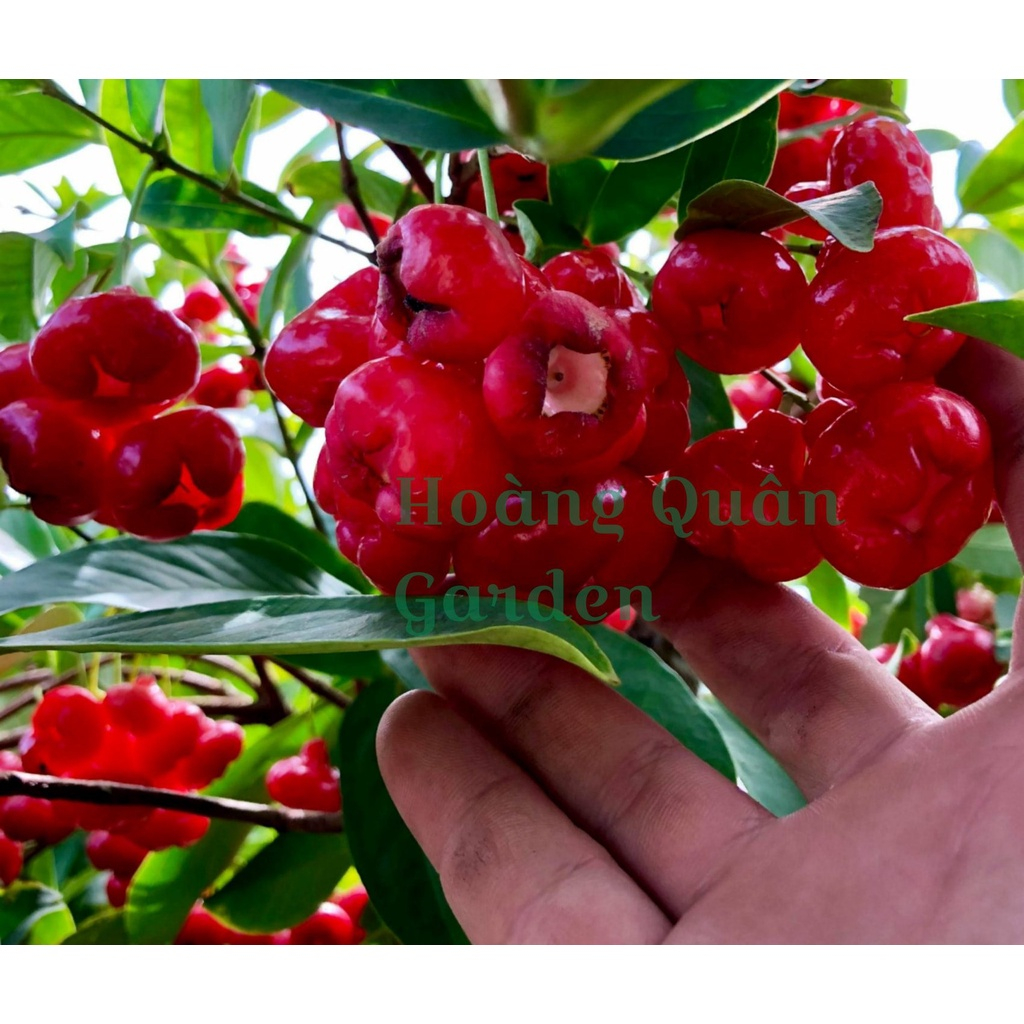 Cây mận Hoàng Yến giống( CÂY GIỐNG ĐỨC MẠNH)