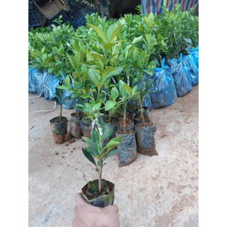 giống chanh không hạt (chanh chùm)( CÂY GIỐNG ĐỨC MẠNH)