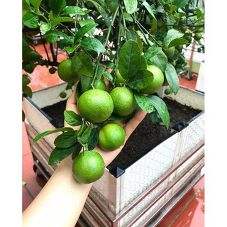 giống chanh không hạt (chanh chùm)( CÂY GIỐNG ĐỨC MẠNH)