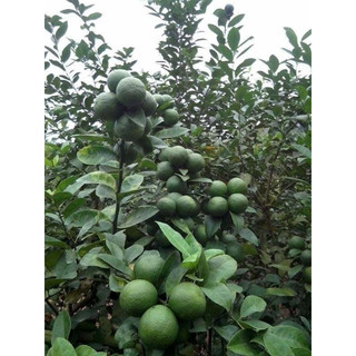 giống chanh không hạt (chanh chùm)( CÂY GIỐNG ĐỨC MẠNH)