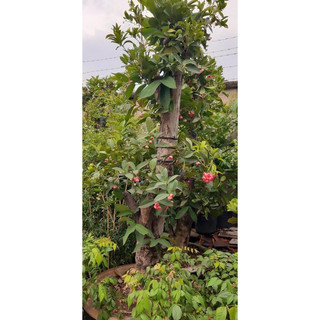 Cây mận Hoàng Yến giống( CÂY GIỐNG ĐỨC MẠNH)