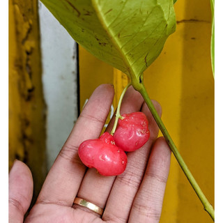 Cây mận Hoàng Yến giống( CÂY GIỐNG ĐỨC MẠNH)