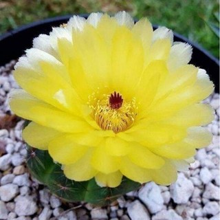 Xương rồng gai tơ đồng Hoa vàng 4-5cm