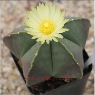 Xương rồng astro da trơn 5cm