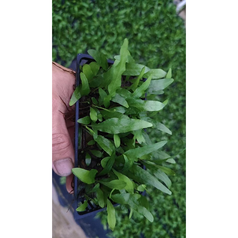 Dương xỉ Mỹ Nhân TQ