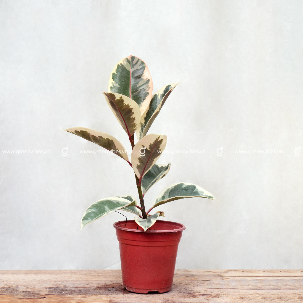 Cây Đa Búp Đỏ Ficus Elastica GREENVIBES kiểng lá để bàn cao 60cm (Không kèm chậu) hợp với mệnh hoả và thổ