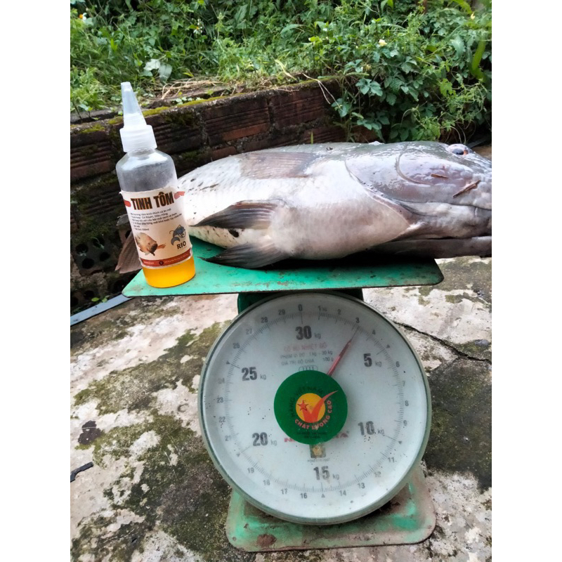 Tinh Tôm câu cá - Chuyên Rô Phi, Diêu Hồng