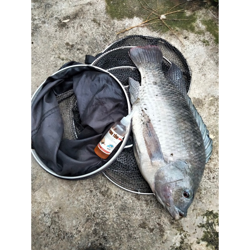 Tinh Tôm câu cá - Chuyên Rô Phi, Diêu Hồng