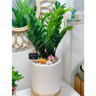 Cây kim tiền - phát tài 40-50cm.
