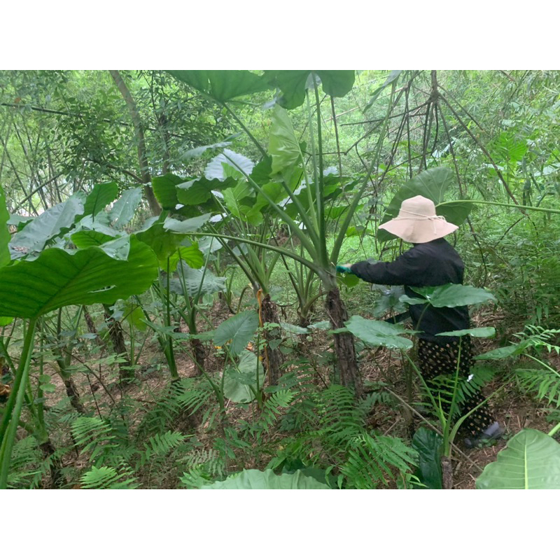 COMBO 10kg BẠC HÀ NÚI