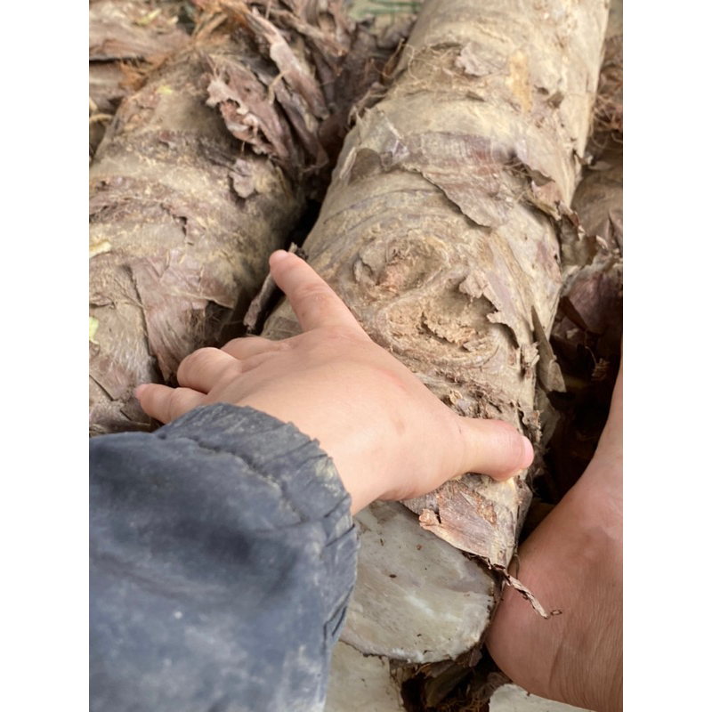 COMBO 10kg BẠC HÀ NÚI