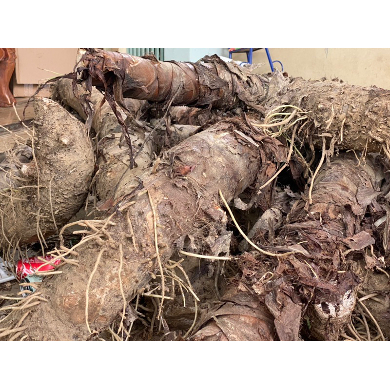 COMBO 10kg BẠC HÀ NÚI