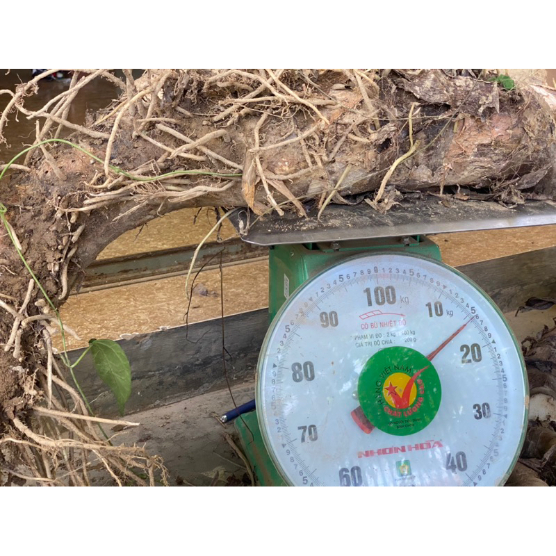 COMBO 10kg BẠC HÀ NÚI