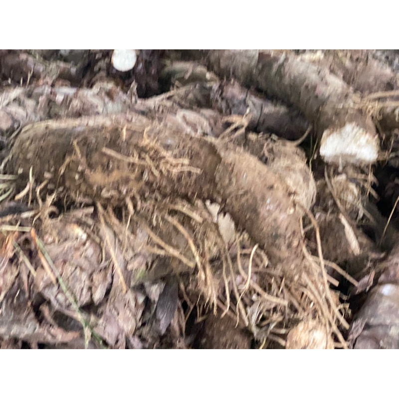 COMBO 10kg BẠC HÀ NÚI