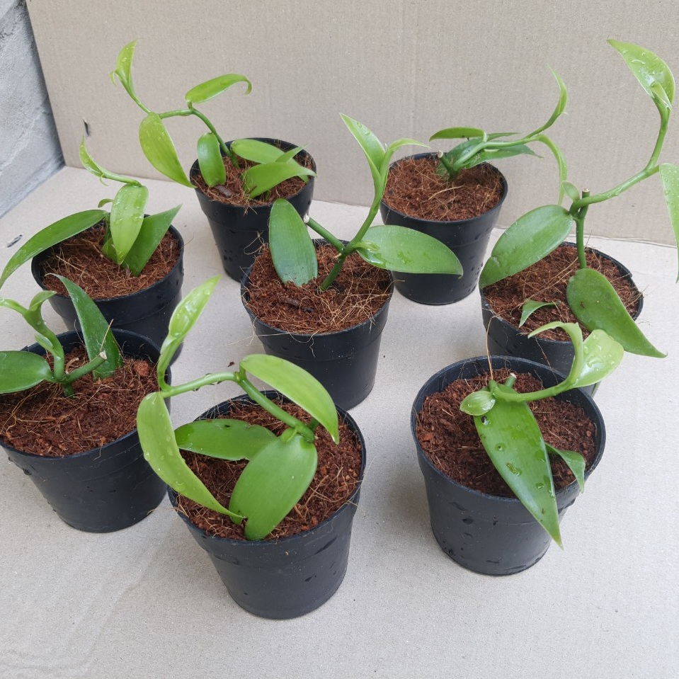 Cây vani | Cây vanilla giống | Tiêu chuẩn 4 lá trở lên