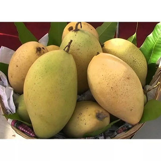 Cây giống xoài cát hòa lộc