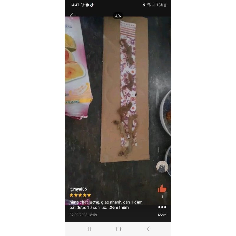 Combo 2 hộp  Thạch sùng