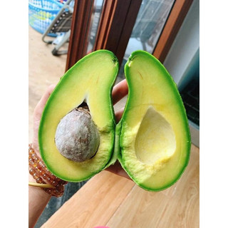 Cây giống Bơ Sáp Da Xanh (ghép siêu sớm ( CÂY GIỐNG ĐỨC MẠNH)